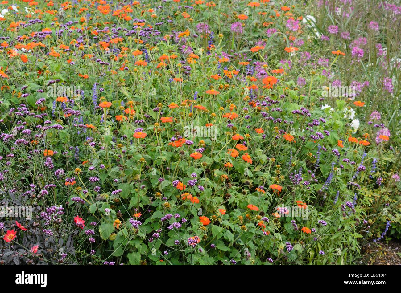 Tournesol mexicain (Tithonia rotundifolia 'gold finger') et purpletop verveine (Verbena bonariensis) Banque D'Images