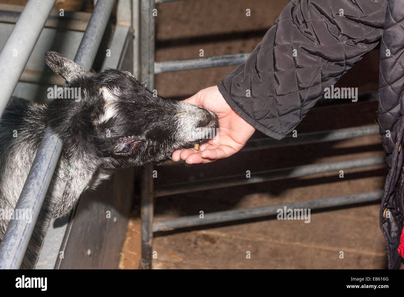 Une femme l'alimentation d'une chèvre Alpine britannique au Children's Farm, ferme de cotes commun Wooburn, España Banque D'Images