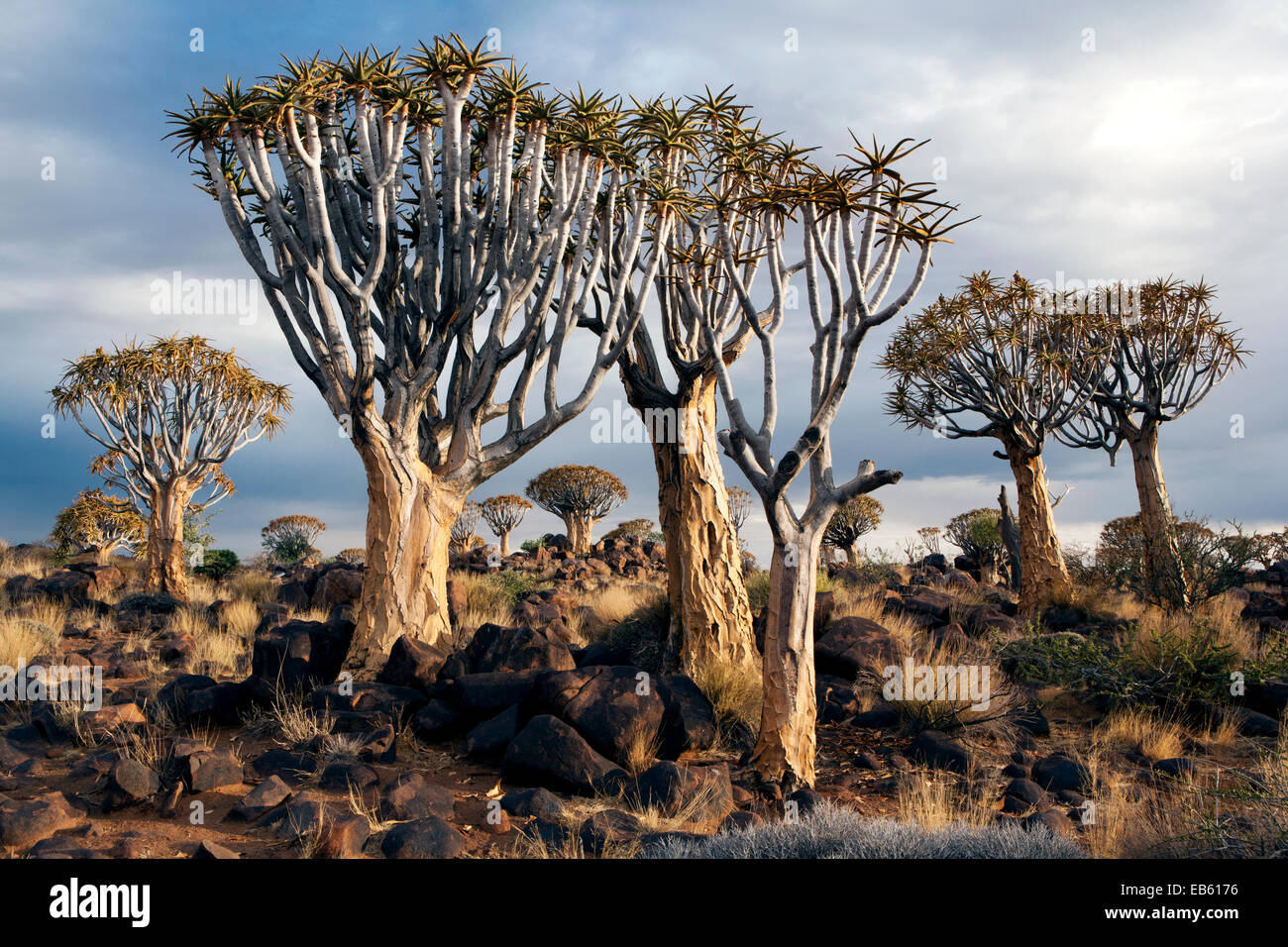 Quiver Tree (Aloe dichotoma) Forêt - Keetmanshoop, Namibie, Afrique Banque D'Images