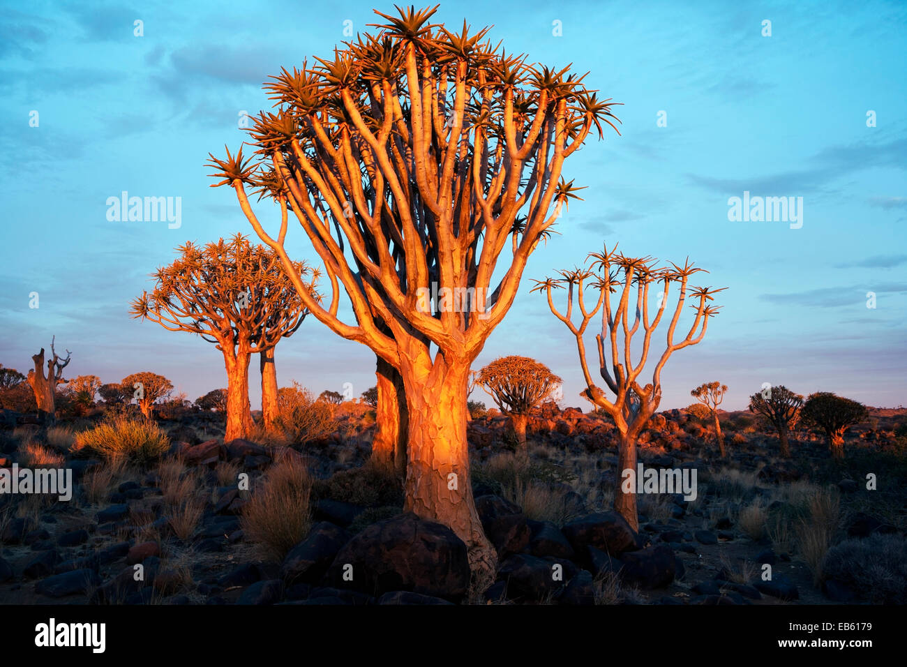 Coucher du soleil à Quiver Tree (Aloe dichotoma) Forêt - Keetmanshoop, Namibie, Afrique Banque D'Images