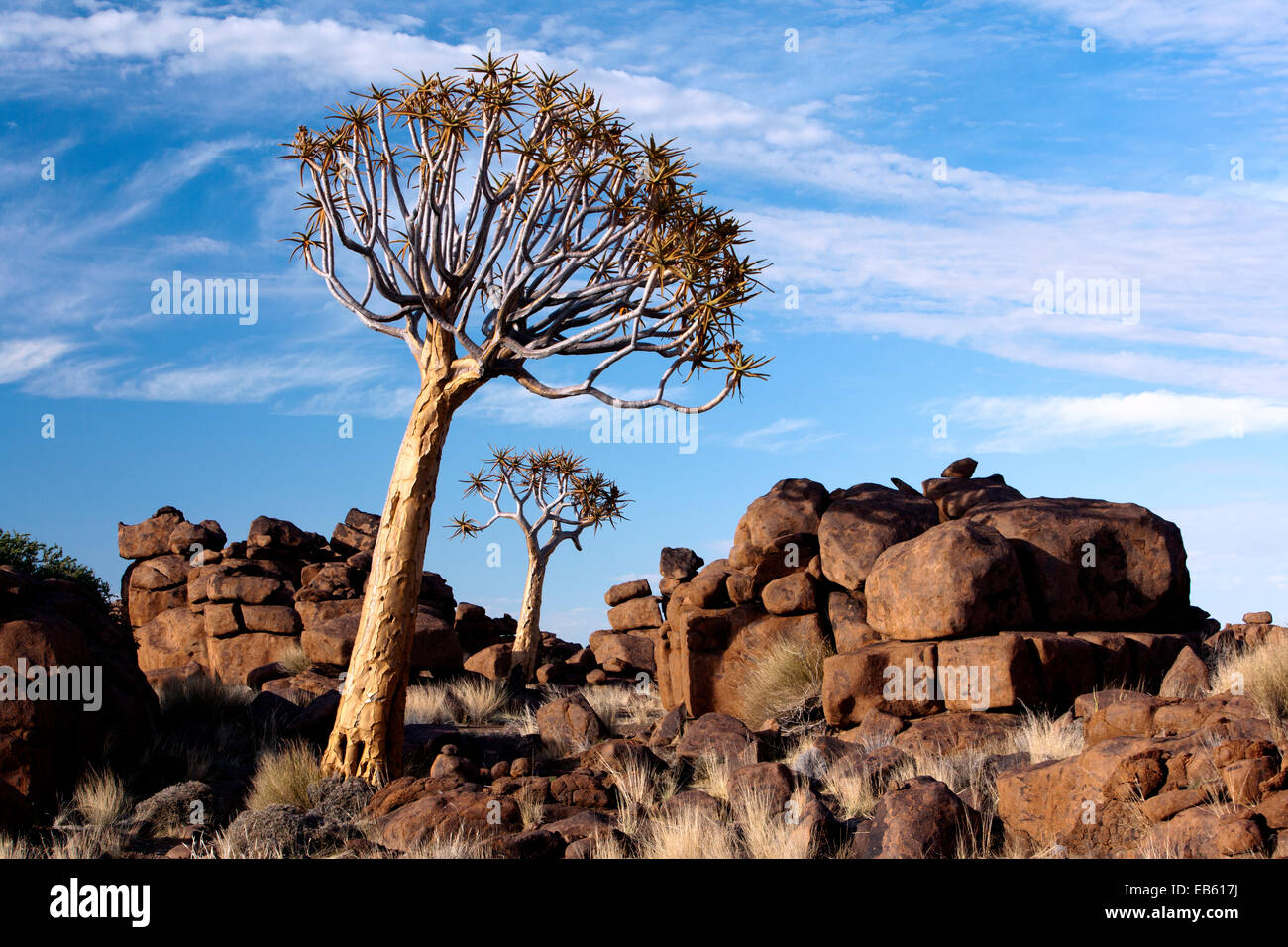 Quiver Tree (Aloe dichotoma) dans l'aire de jeu géant - Keetmanshoop, Namibie, Afrique Banque D'Images