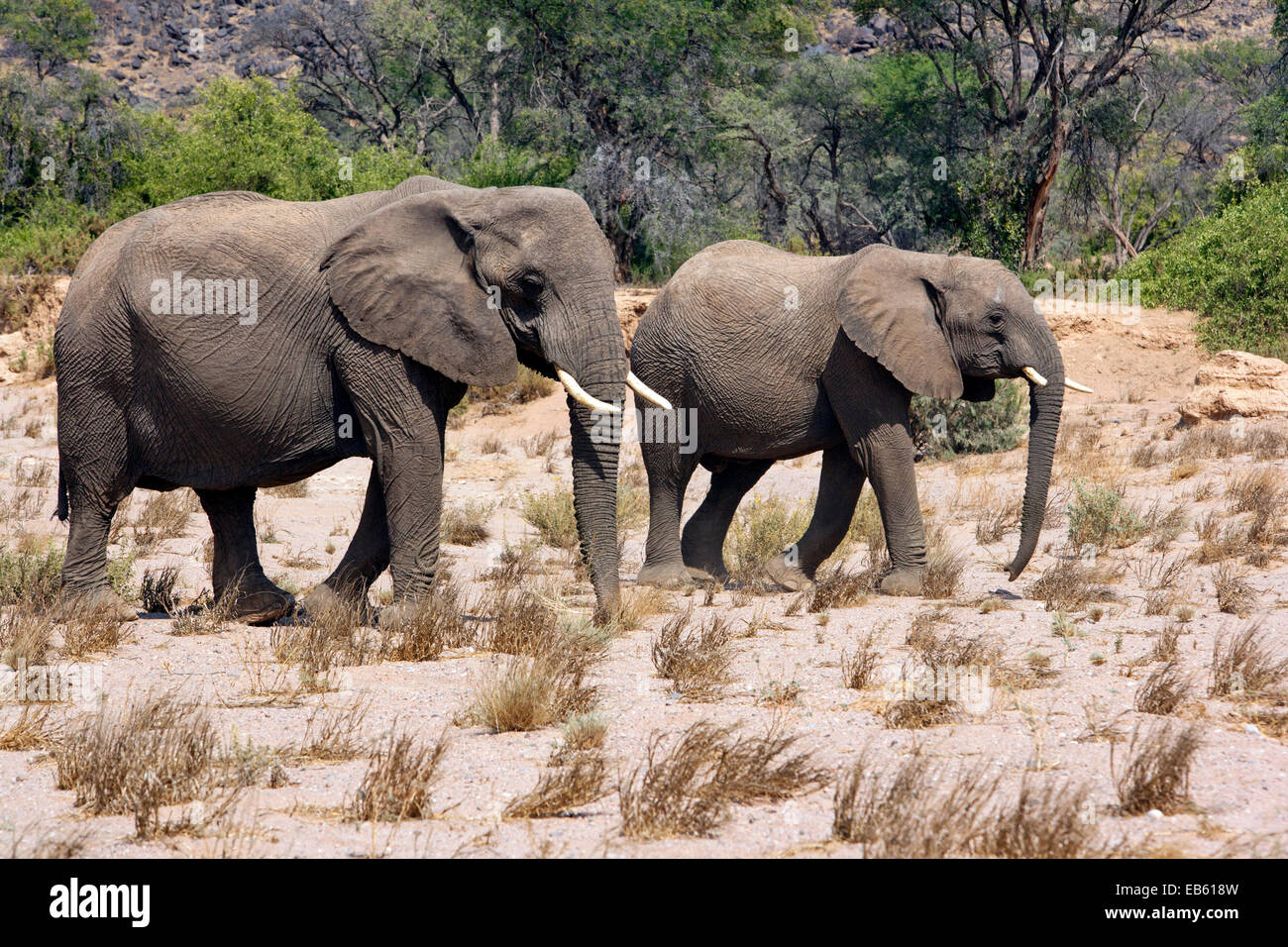 L'éléphant d'Afrique (Désert-adapté) - Huab River, près de Twyfelfontein, Damaraland, Namibie, Afrique Banque D'Images