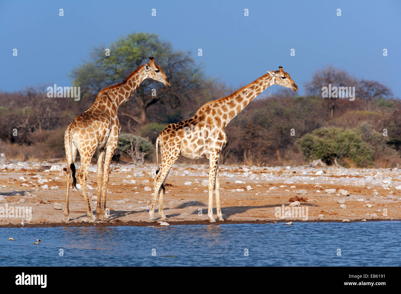 Girafe (Giraffa camelopardalis) - Klein Namutoni Waterhole - Etosha National Park - Namibie, Afrique Banque D'Images