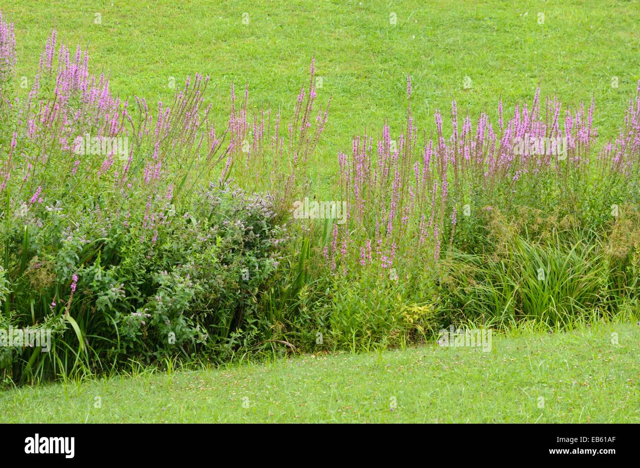 La Salicaire (Lythrum salicaria) Banque D'Images