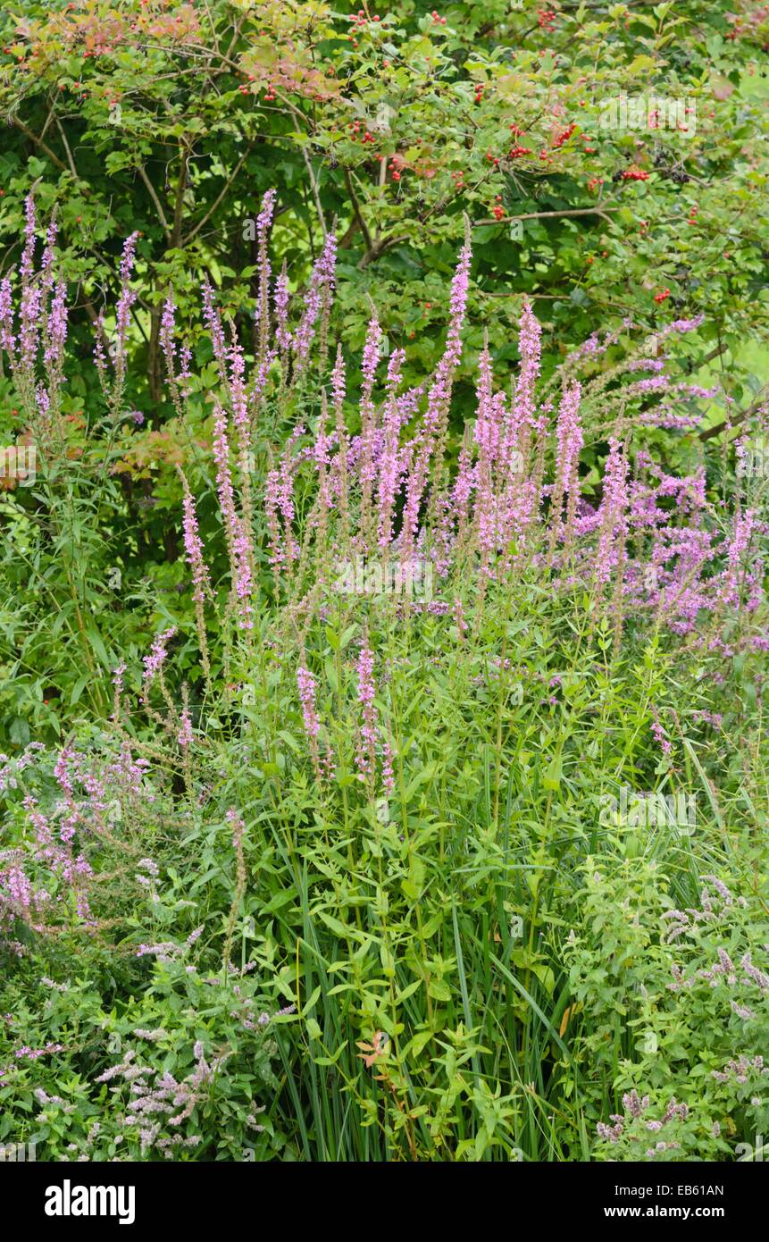 La Salicaire (Lythrum salicaria) Banque D'Images