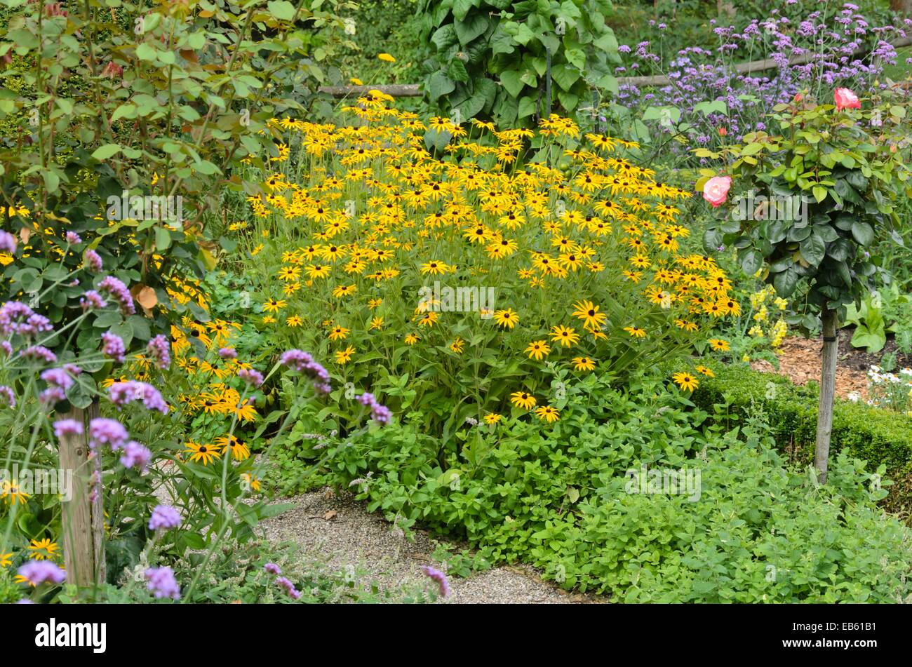 Cône orange flower (Rudbeckia fulgida), purpletop vervain (verbena bonariensis) et rose (Rosa) Banque D'Images