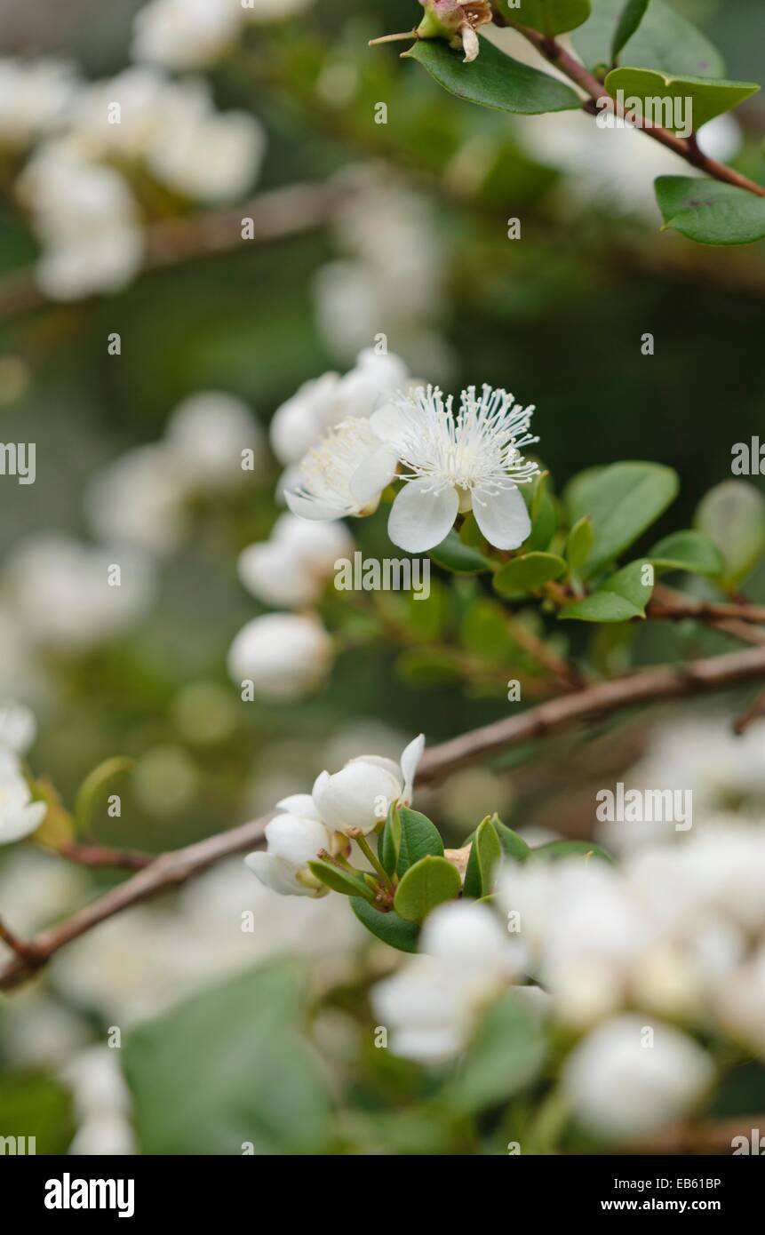 Luma apiculata chilienne (myrte) Banque D'Images