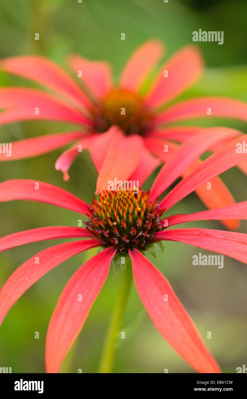 Pourpre (Echinacea purpurea 'tomato soup') Banque D'Images