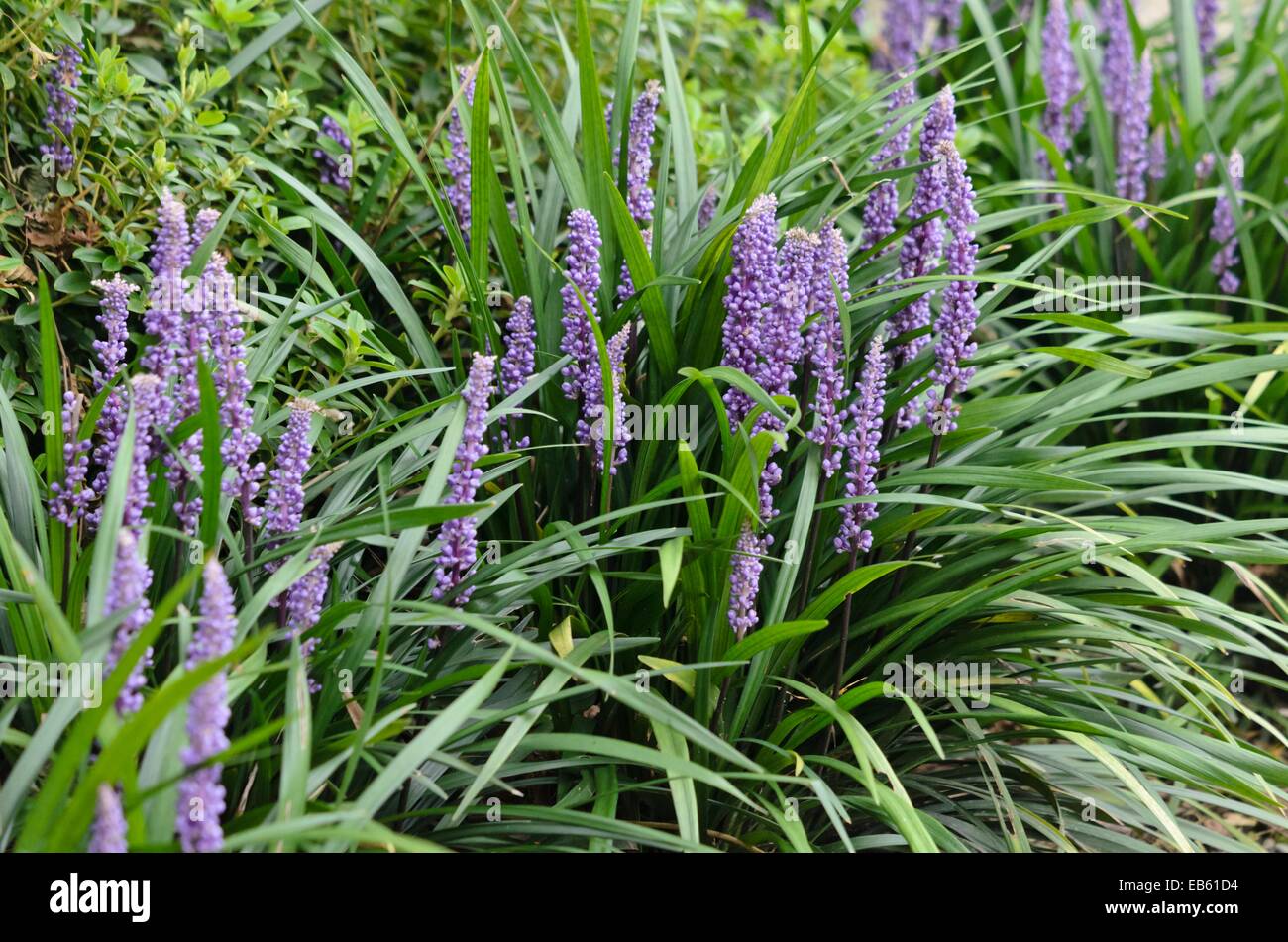 Big Blue lily turf (liriope muscari) Banque D'Images