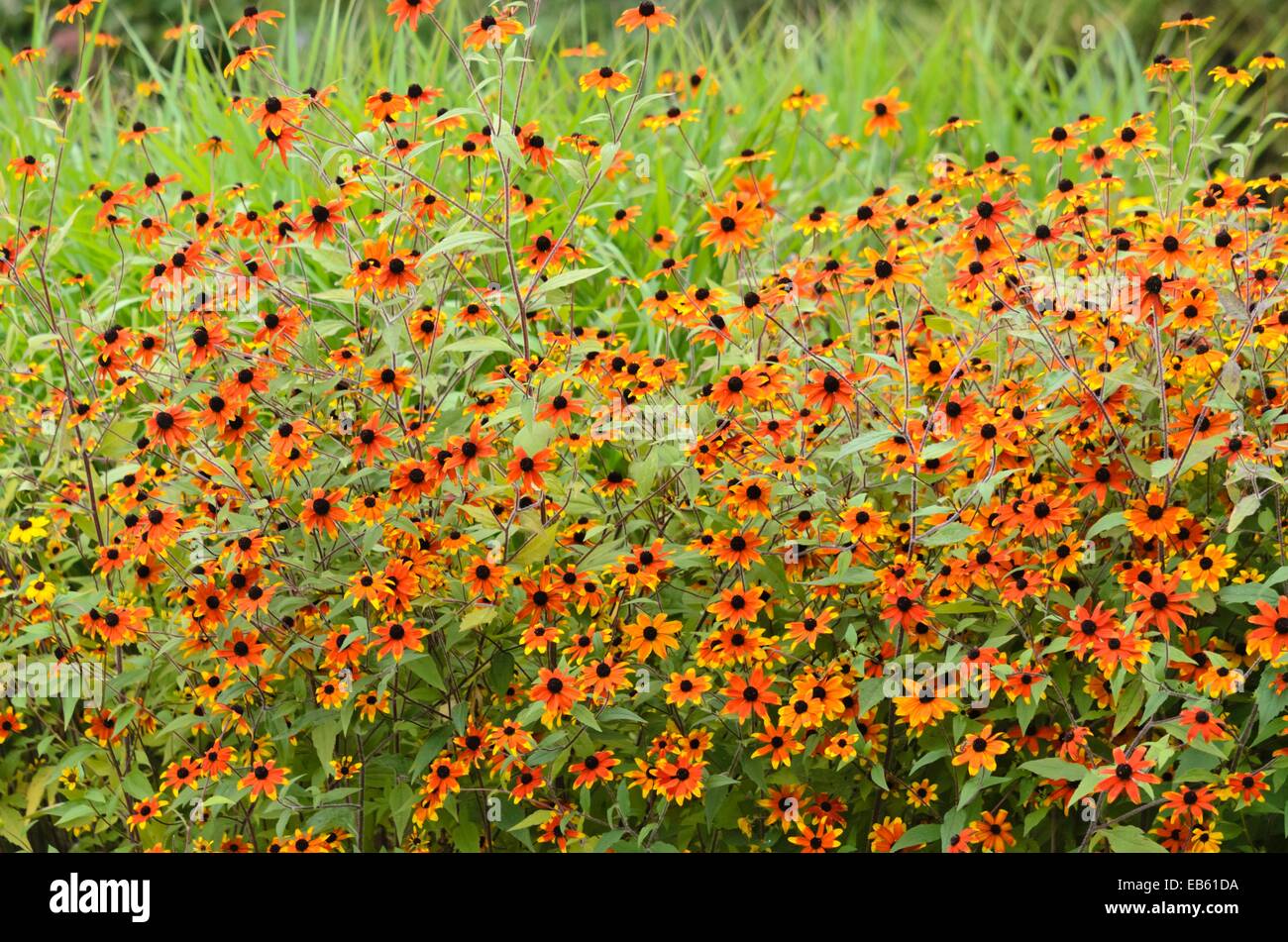 Brown-eyed susan (Rudbeckia triloba 'prairie') Banque D'Images