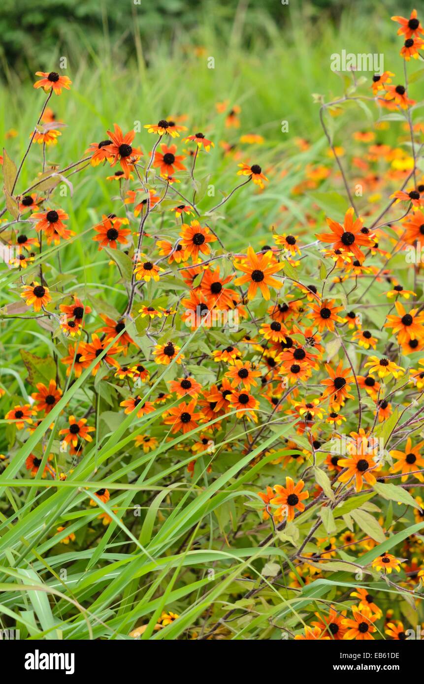 Brown-eyed susan (Rudbeckia triloba 'prairie') Banque D'Images