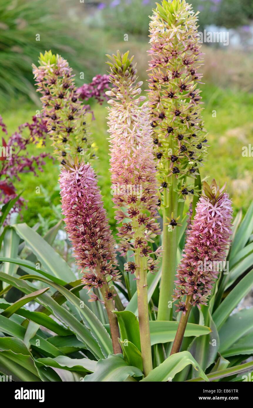 Fleur d'ananas (eucomis comosa) Banque D'Images