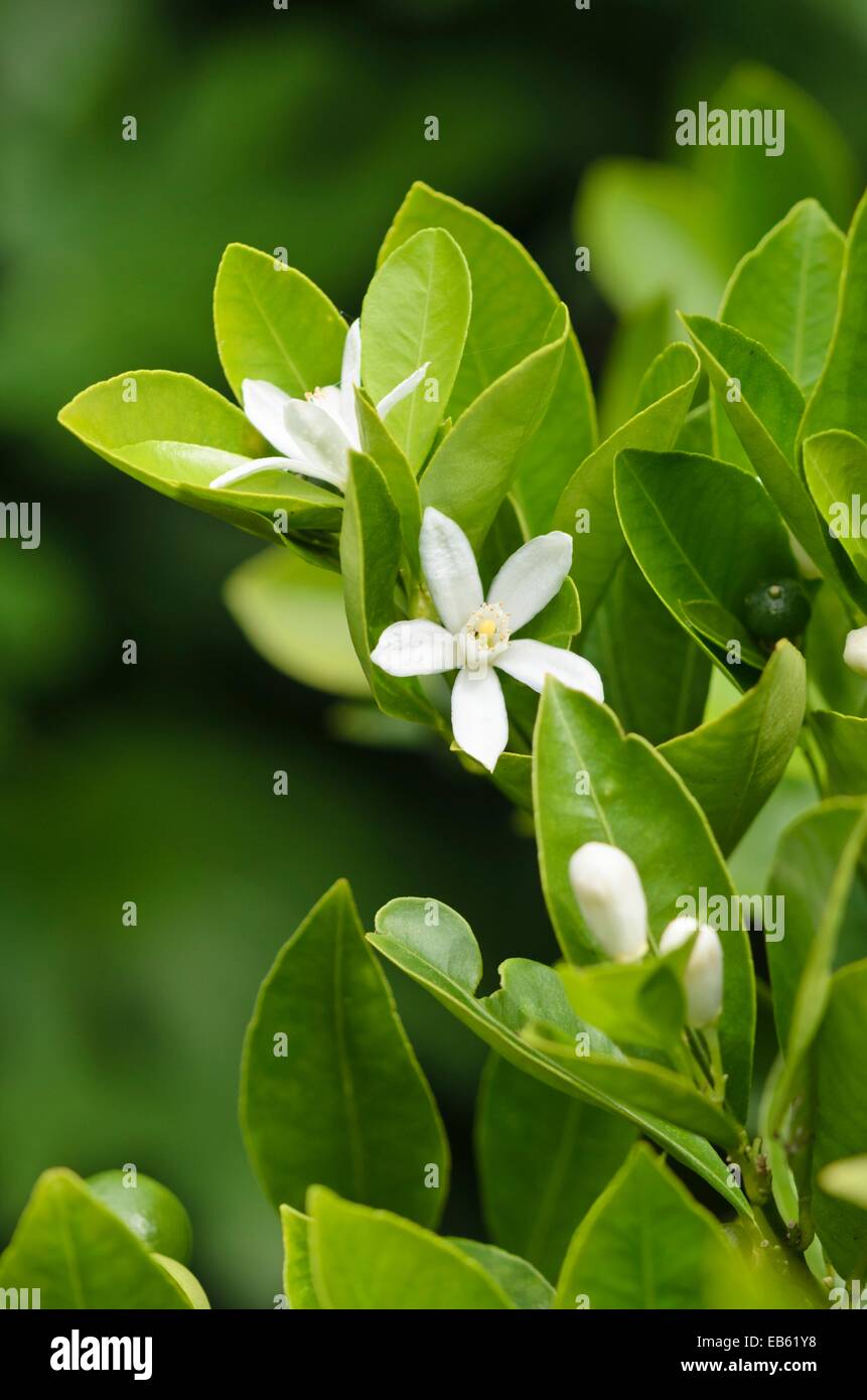 Calamondin (citrofortunella microcarpa syn. Citrus aurantifolia x Fortunella Margarita) Banque D'Images