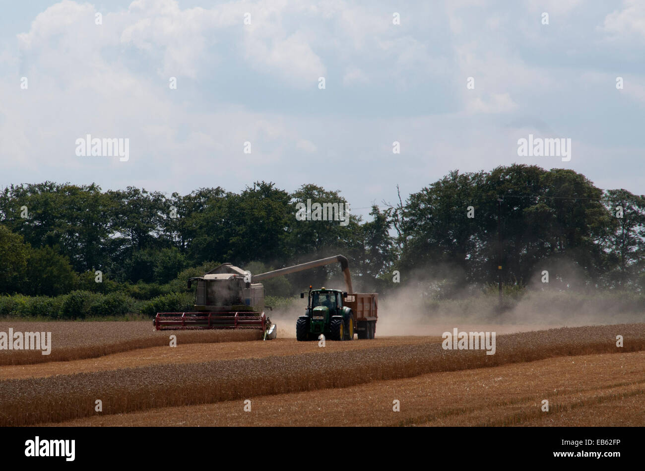 Moissonneuse-batteuse, la récolte du blé pendant le remplissage de la remorque du tracteur Banque D'Images