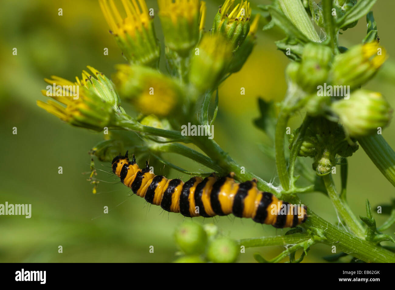 Tyria jacobaeae cinabre (caterpillar) se nourrissant de séneçon jacobée (Senecio jacobaea) Banque D'Images