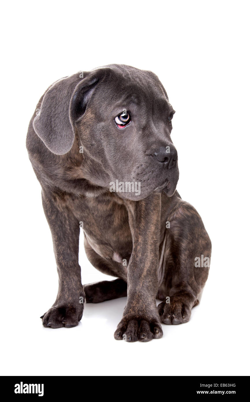 Cane Corso Gris Petit Chien Assis Devant Un Fond Blanc