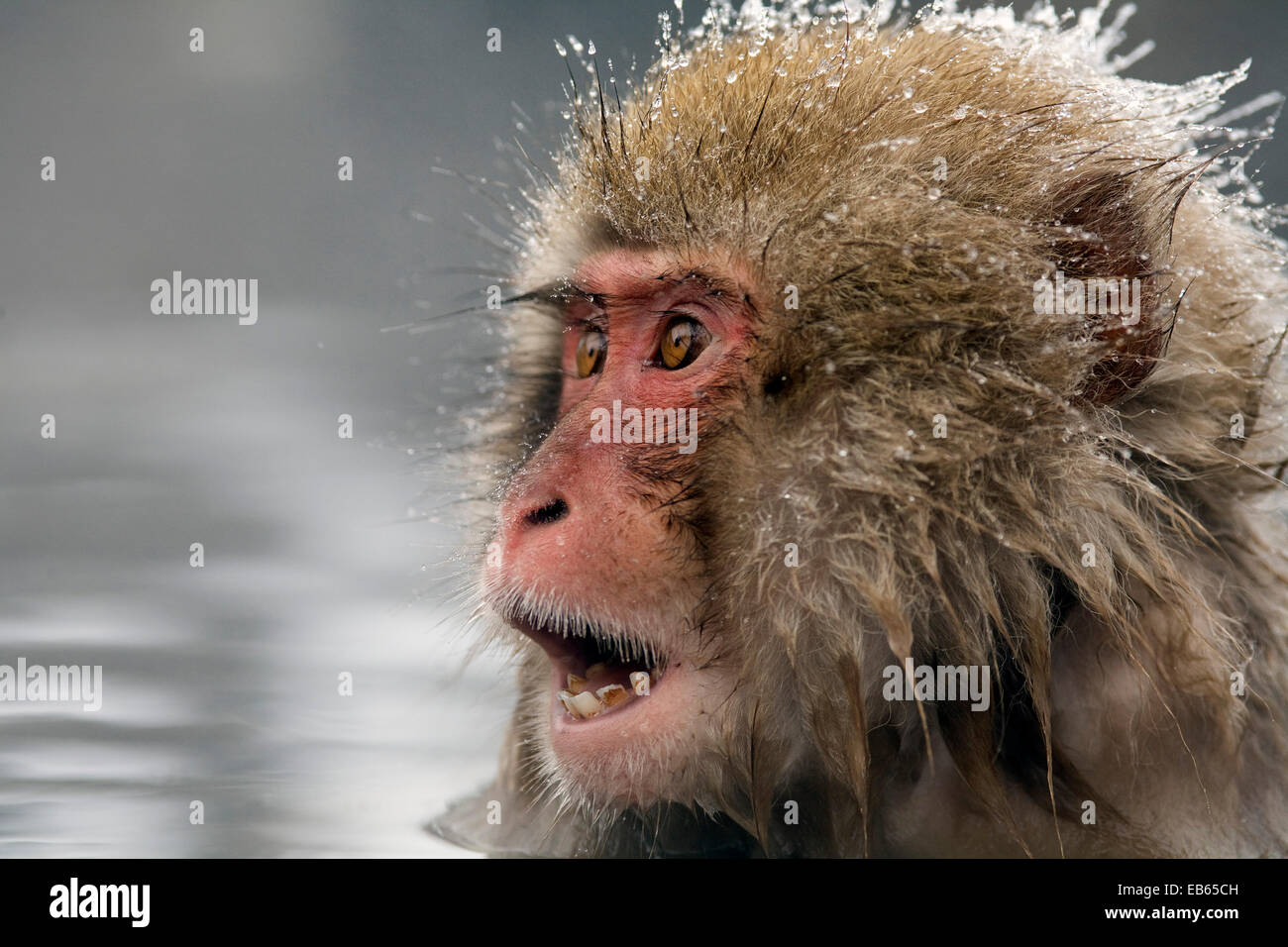 Jigokudani Yaen Snow monkey, Parc National-koen, Honshu, Japan Banque D'Images