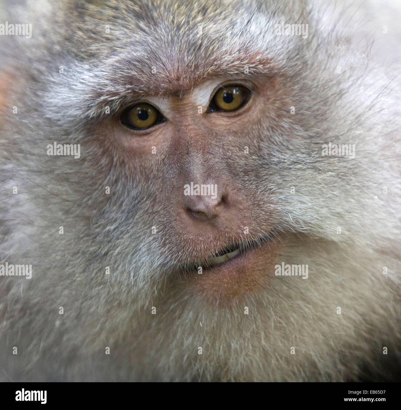 Portrait d'adulte Crab-Eating singe macaque (Macaca fascicularis), forêt des singes d'Ubud, Bali, Indonésie Banque D'Images
