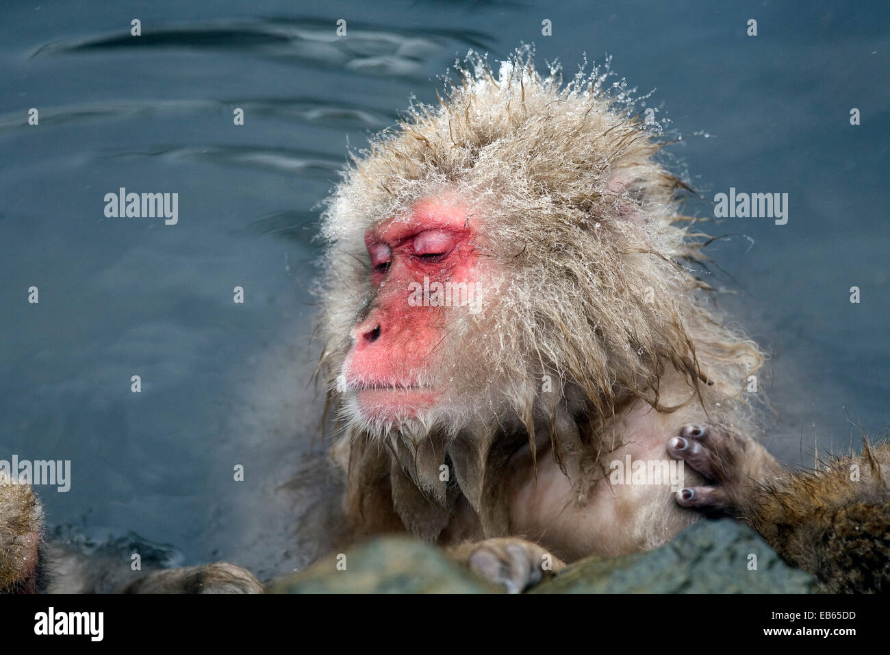 Jigokudani Yaen Snow monkey, Parc National-koen, Honshu, Japan Banque D'Images