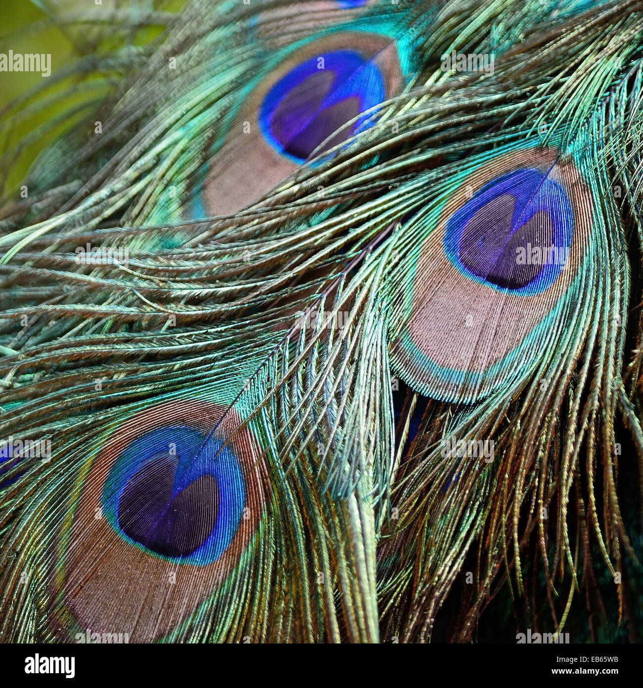 Beau plumage des paons vert mâles plumes de fond Banque D'Images