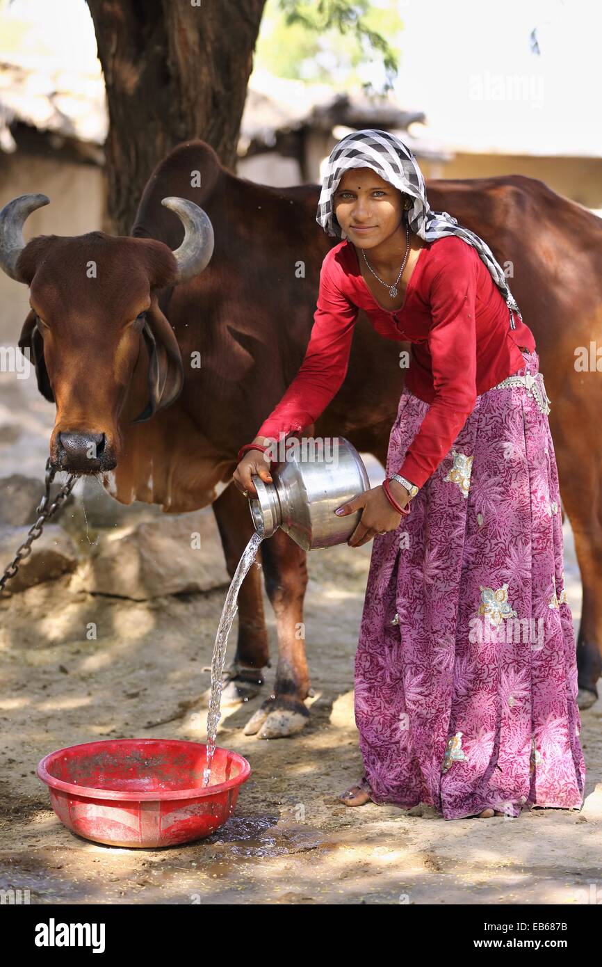 Donner de l'eau femme indienne pour son bétail l'Inde Banque D'Images