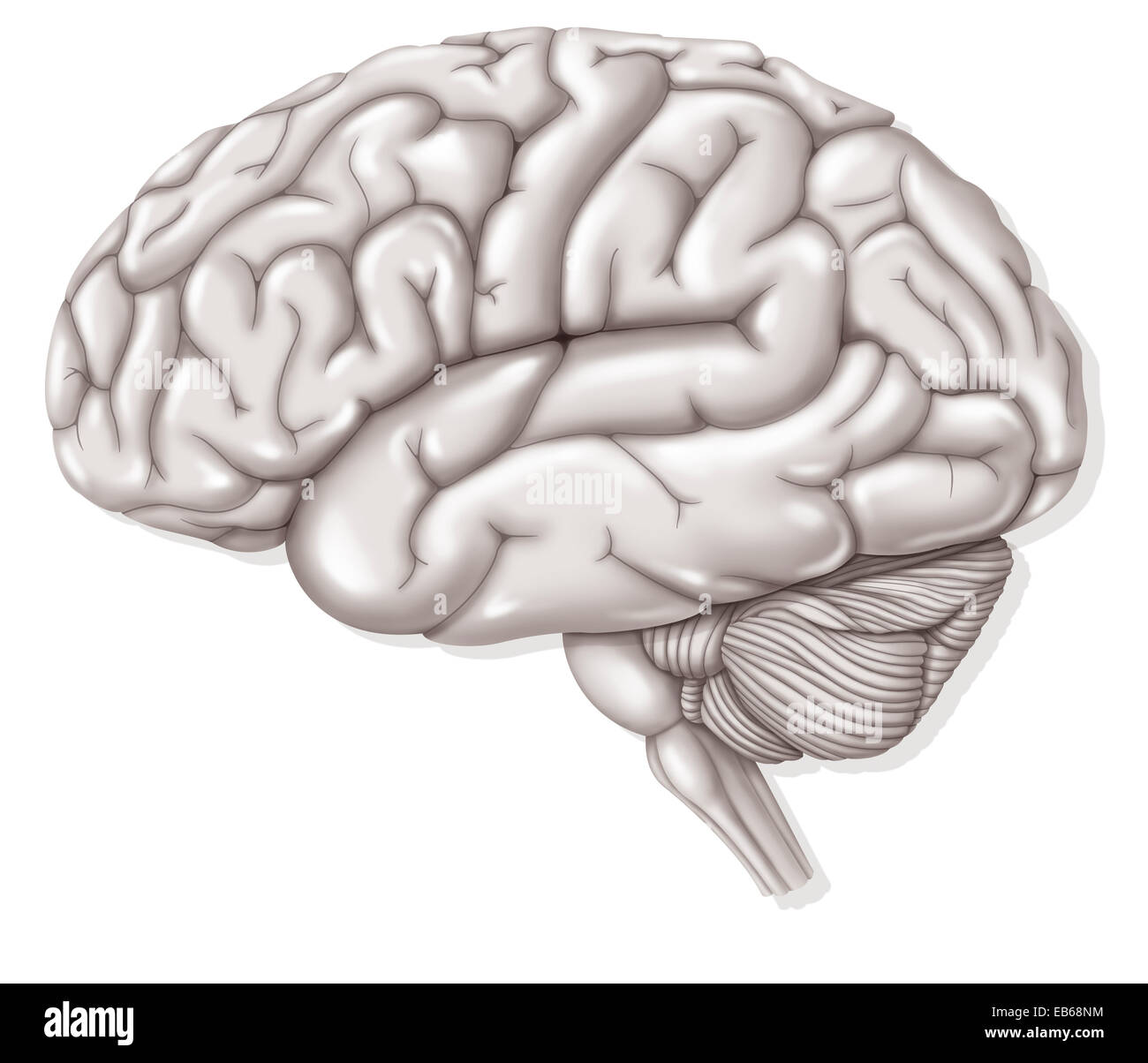 Cerveau Dessin Photo Stock Alamy