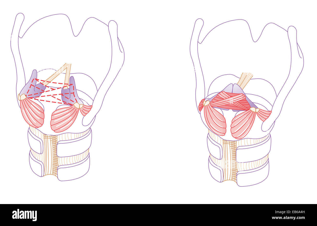 LARYNX, DESSIN Banque D'Images