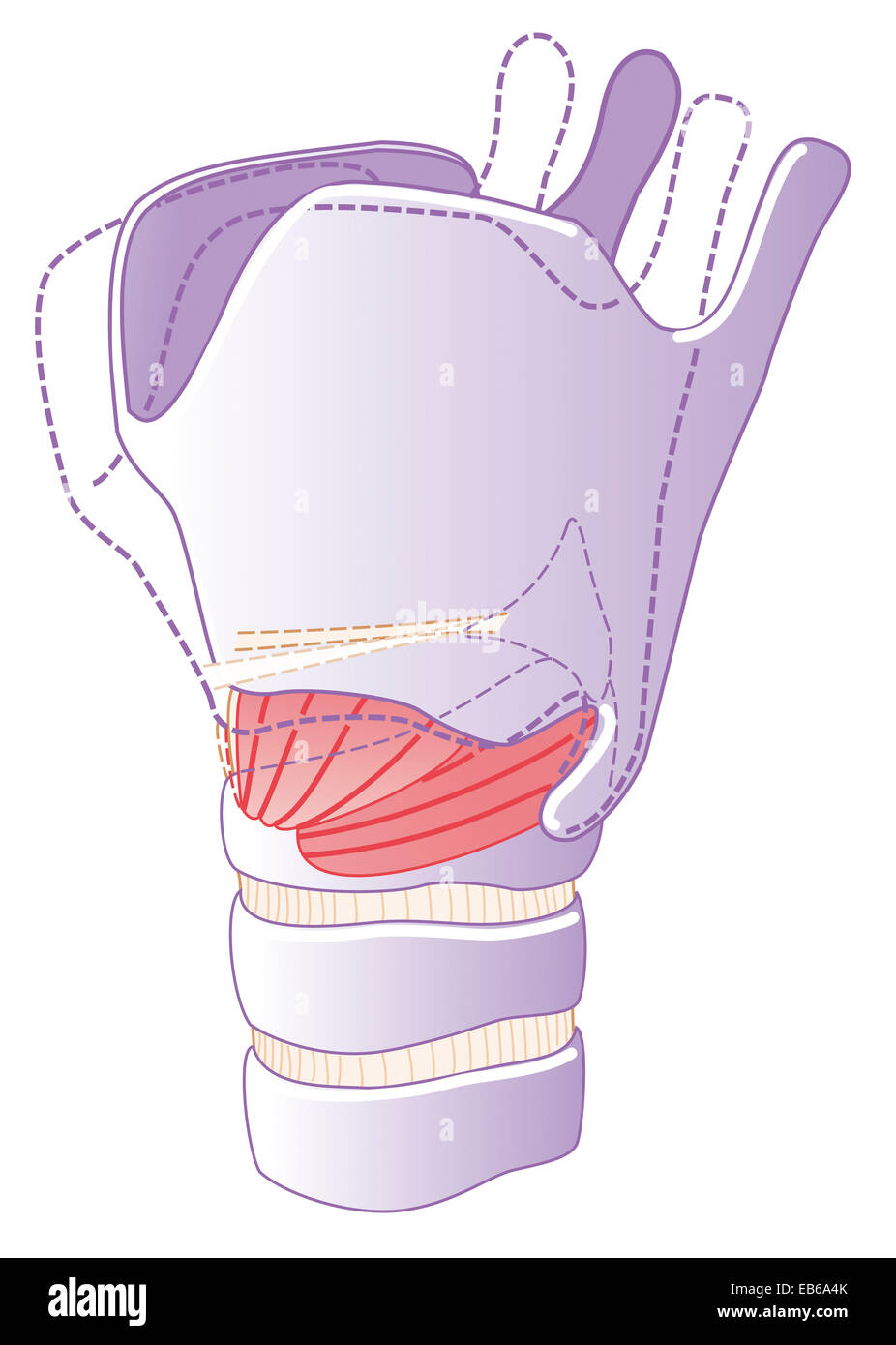 LARYNX, DESSIN Banque D'Images