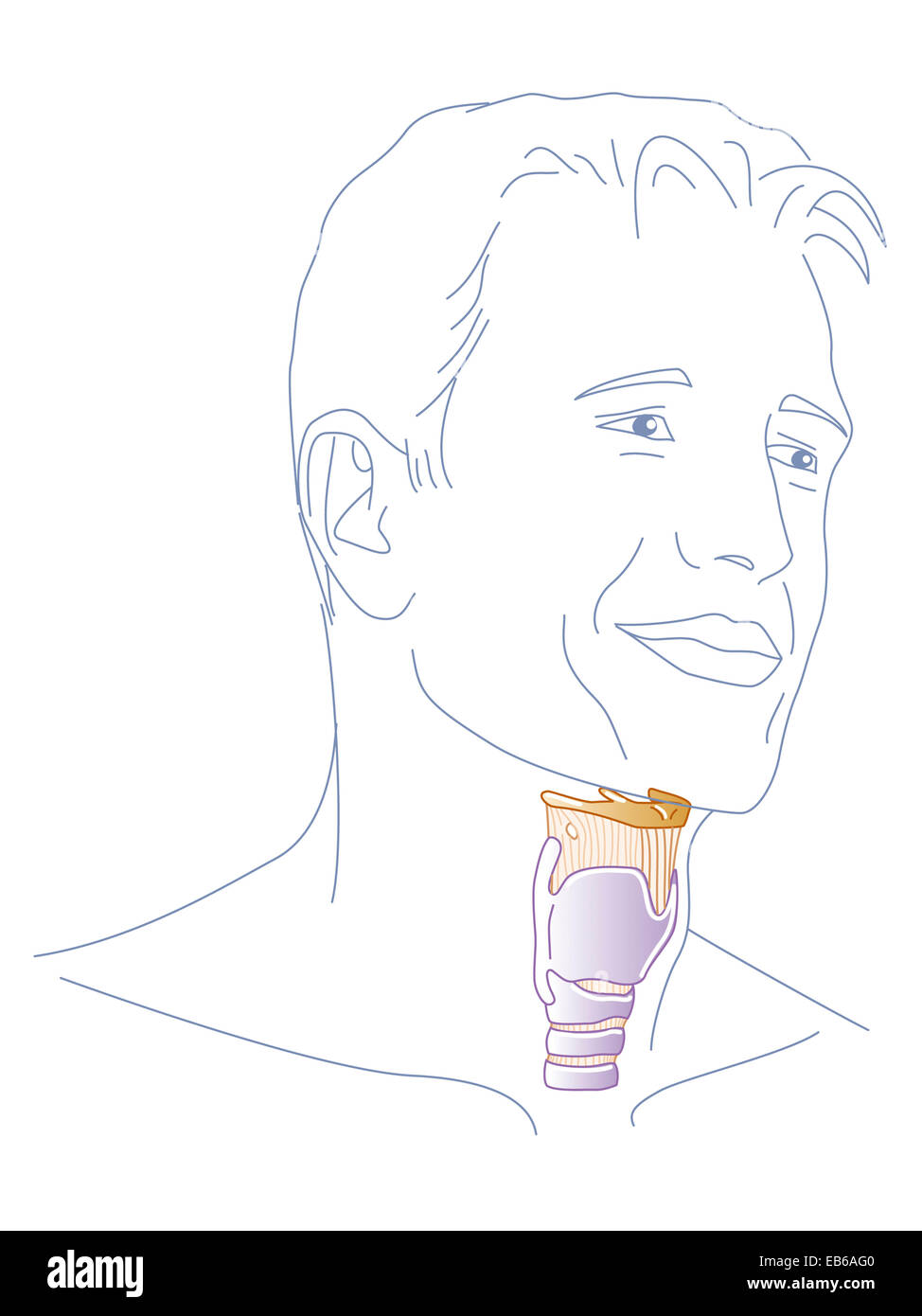 LARYNX, DESSIN Banque D'Images