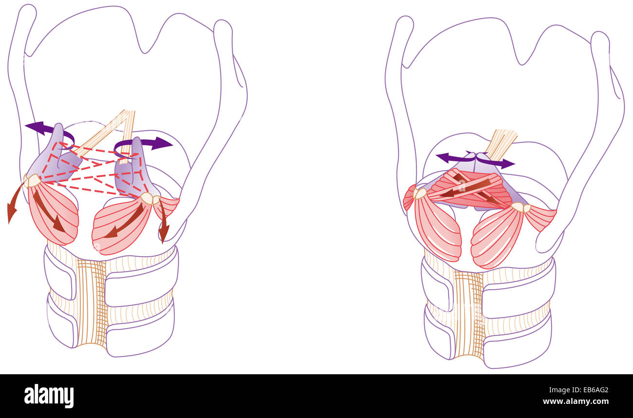 LARYNX, DESSIN Banque D'Images