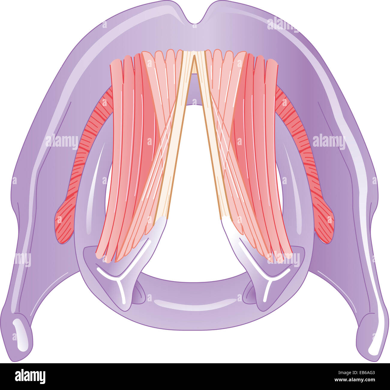 LARYNX, DESSIN Banque D'Images