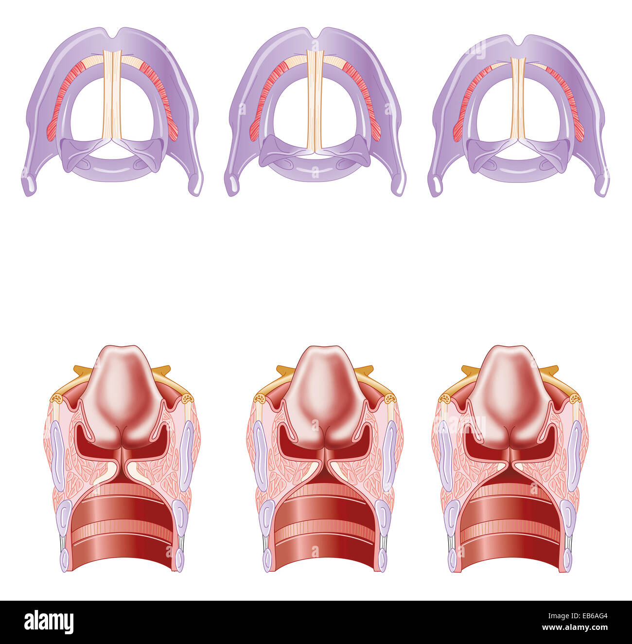 LARYNX, DESSIN Banque D'Images