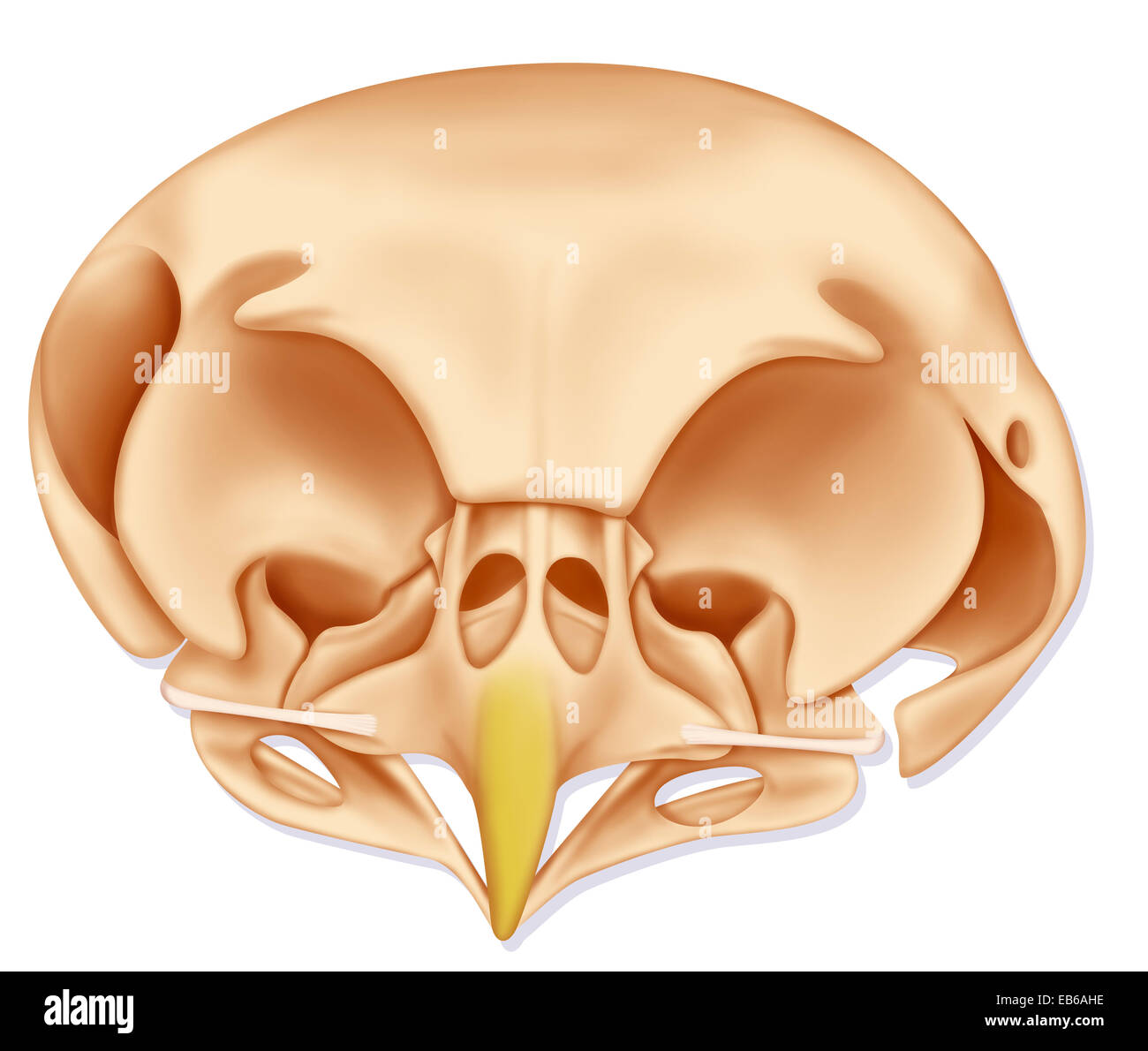 ANATOMIE DE LA CHOUETTE Banque D'Images