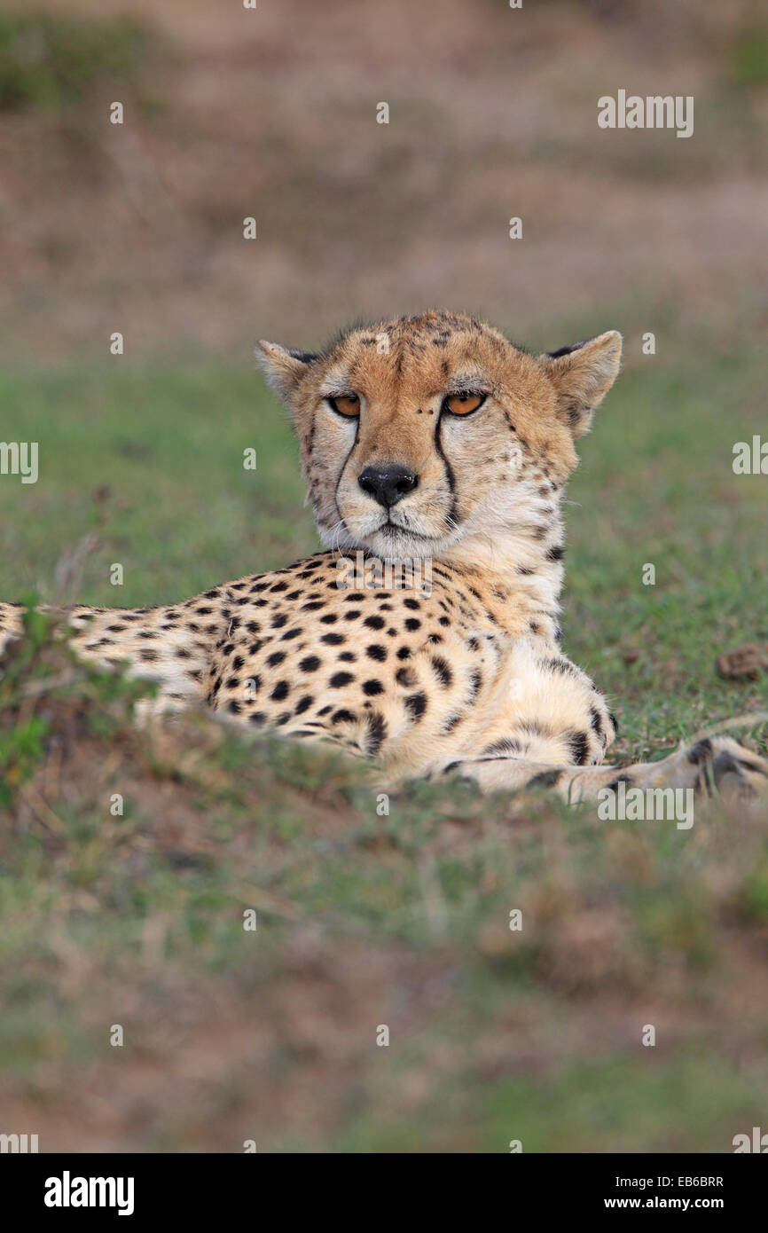 Guépard femelle couchés dans le Masai Mara, Kenya Banque D'Images