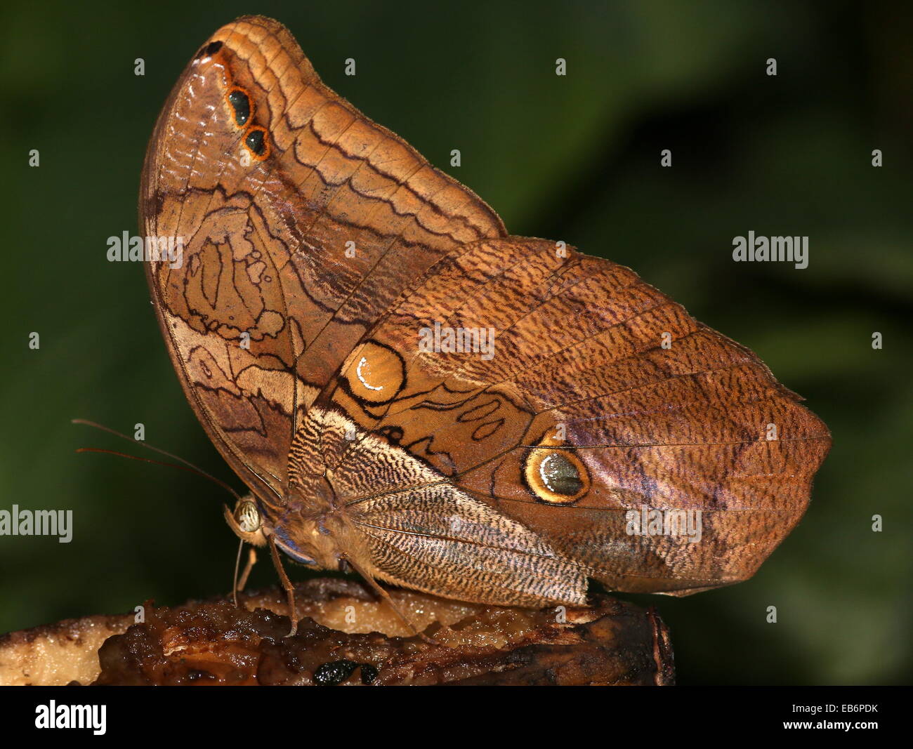Automedon (papillon Hibou géant Eryphanis automedon, Eryphanis polyxena) a.k.a. Mort pourpre bleu (Papilio automedon) Banque D'Images