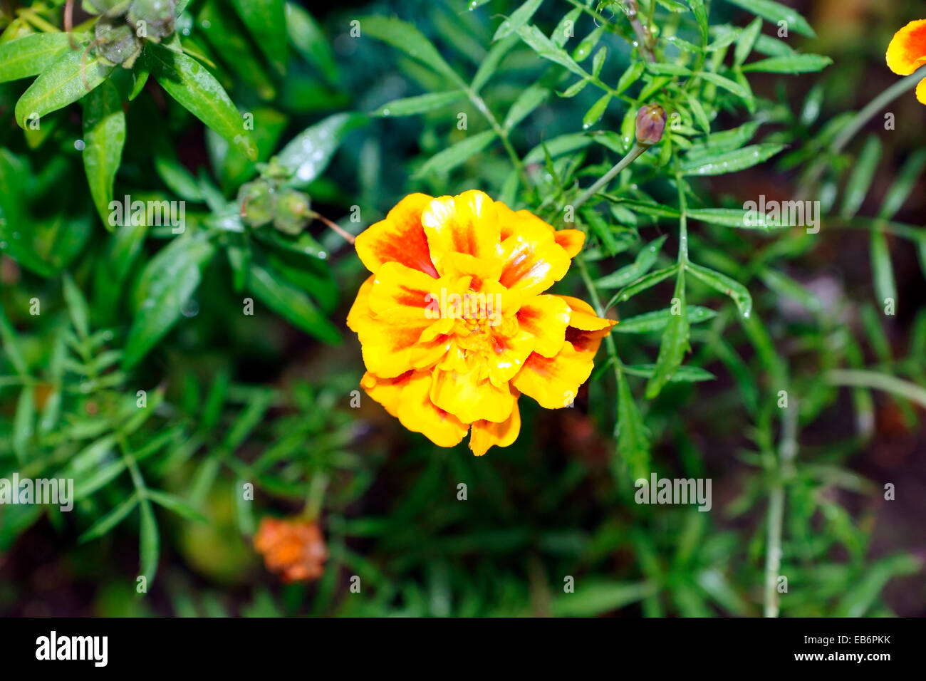 MARIGOLD Banque D'Images