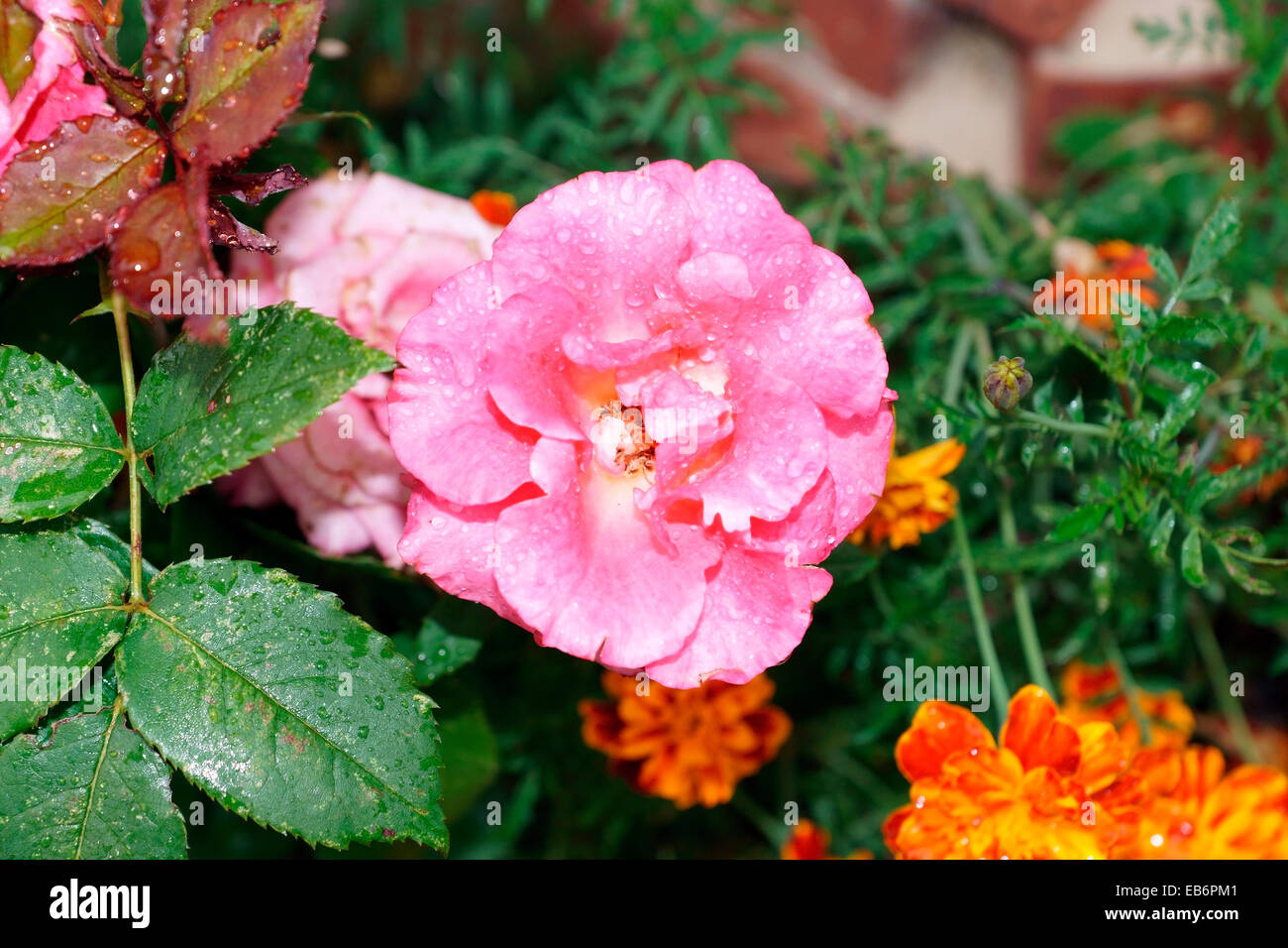 ROSE ROSE Banque D'Images