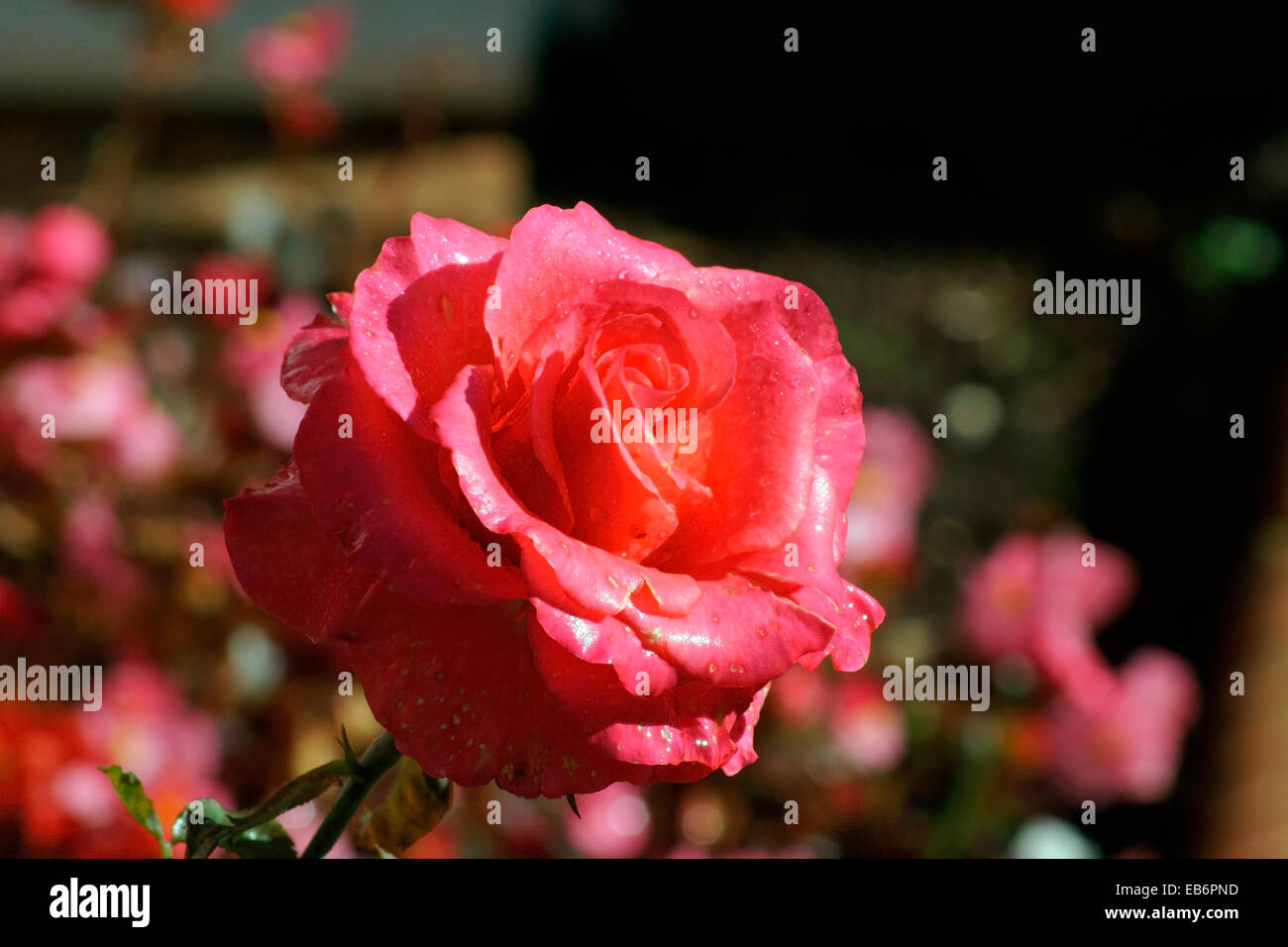 ROSE Banque D'Images