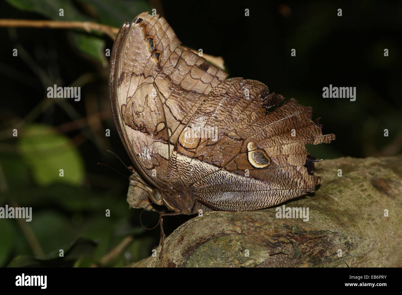 Automedon (papillon Hibou géant Eryphanis automedon, Eryphanis polyxena) a.k.a. Mort pourpre bleu (Papilio automedon) Banque D'Images