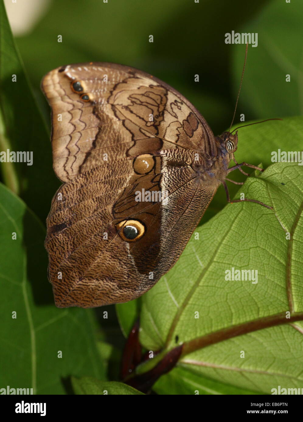Automedon (papillon Hibou géant Eryphanis automedon, Eryphanis polyxena) a.k.a. Mort pourpre bleu (Papilio automedon) Banque D'Images