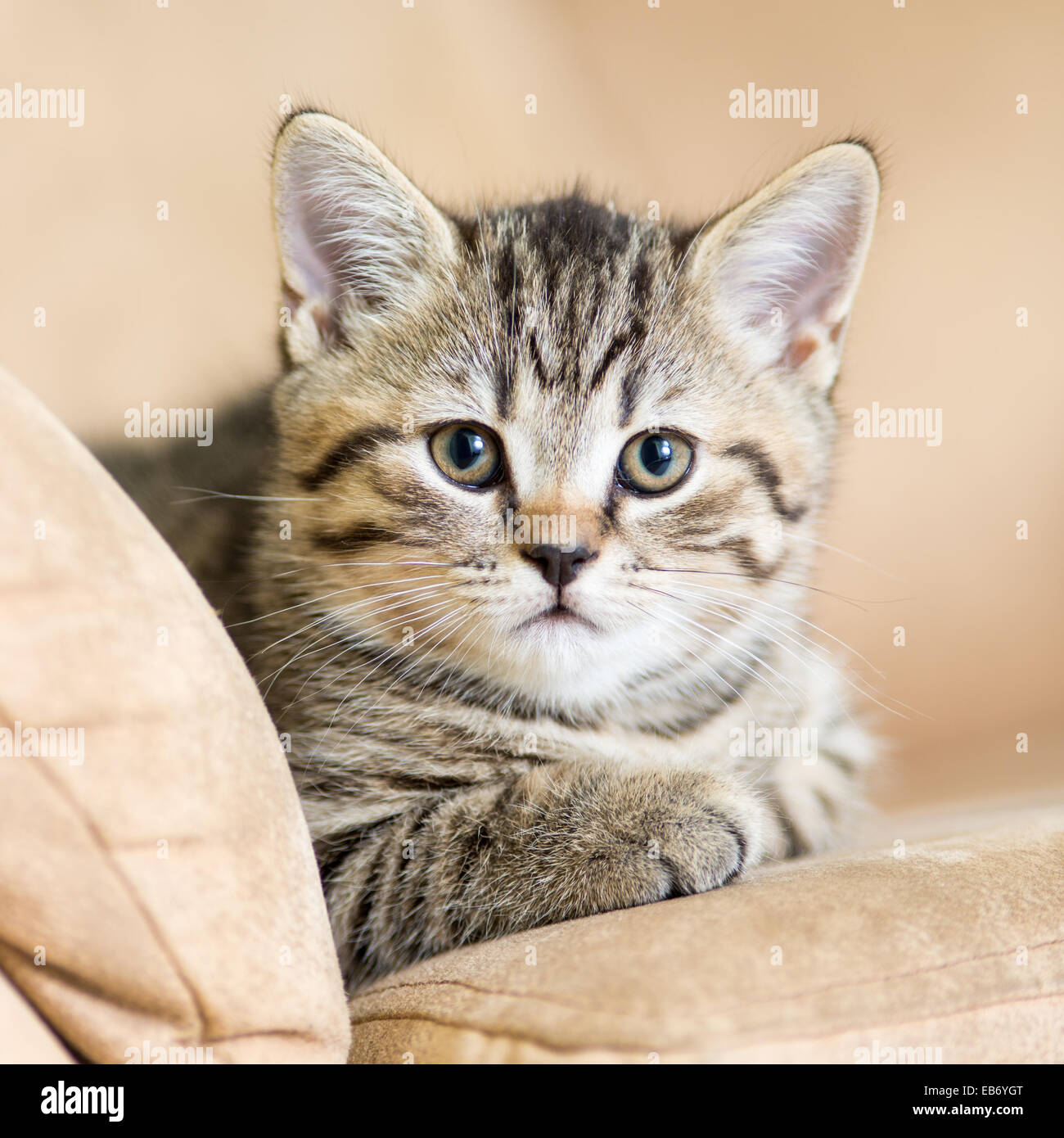 Portrait de chat domestique sur un canapé Banque D'Images