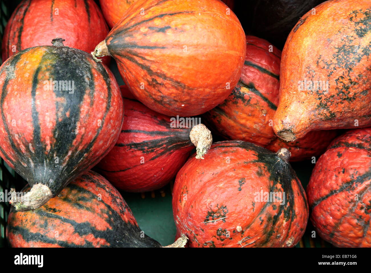 Assortiment de différents types de cucurbitacées, citrouilles, courges et gourdes Banque D'Images
