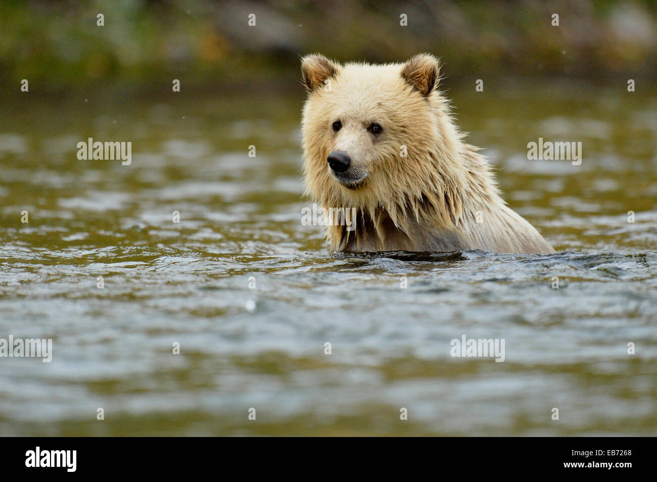 Ours grizzli (Ursus arctos)- première année blanc cub la natation dans la  rivière pendant la saison de frai du saumon sauvage en Colombie-Britannique  Chilcotin Photo Stock - Alamy