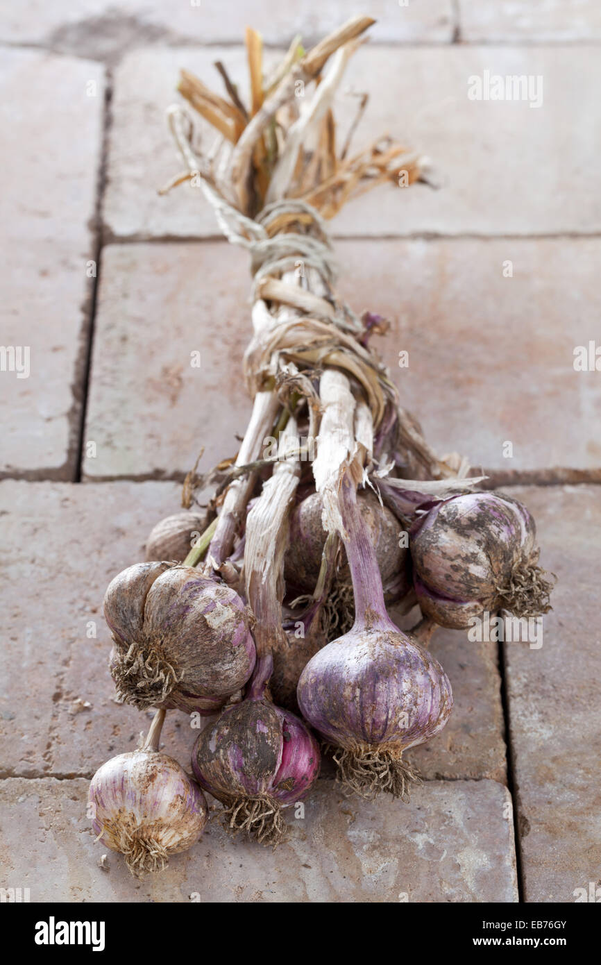L'ail violet fraîchement récolté préparé pour le séchage Banque D'Images