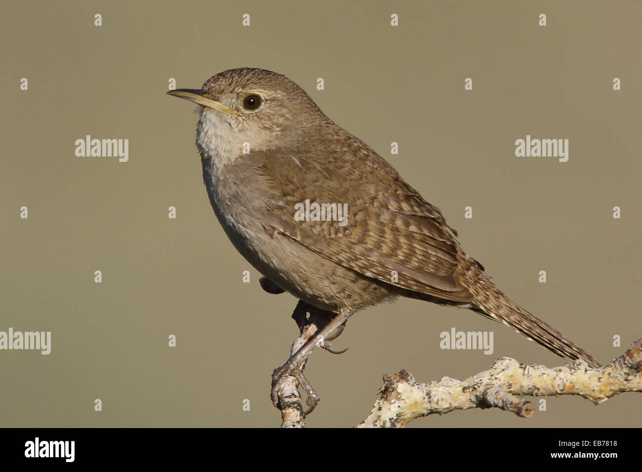 Trogladytes - Troglodytes aedon Banque D'Images