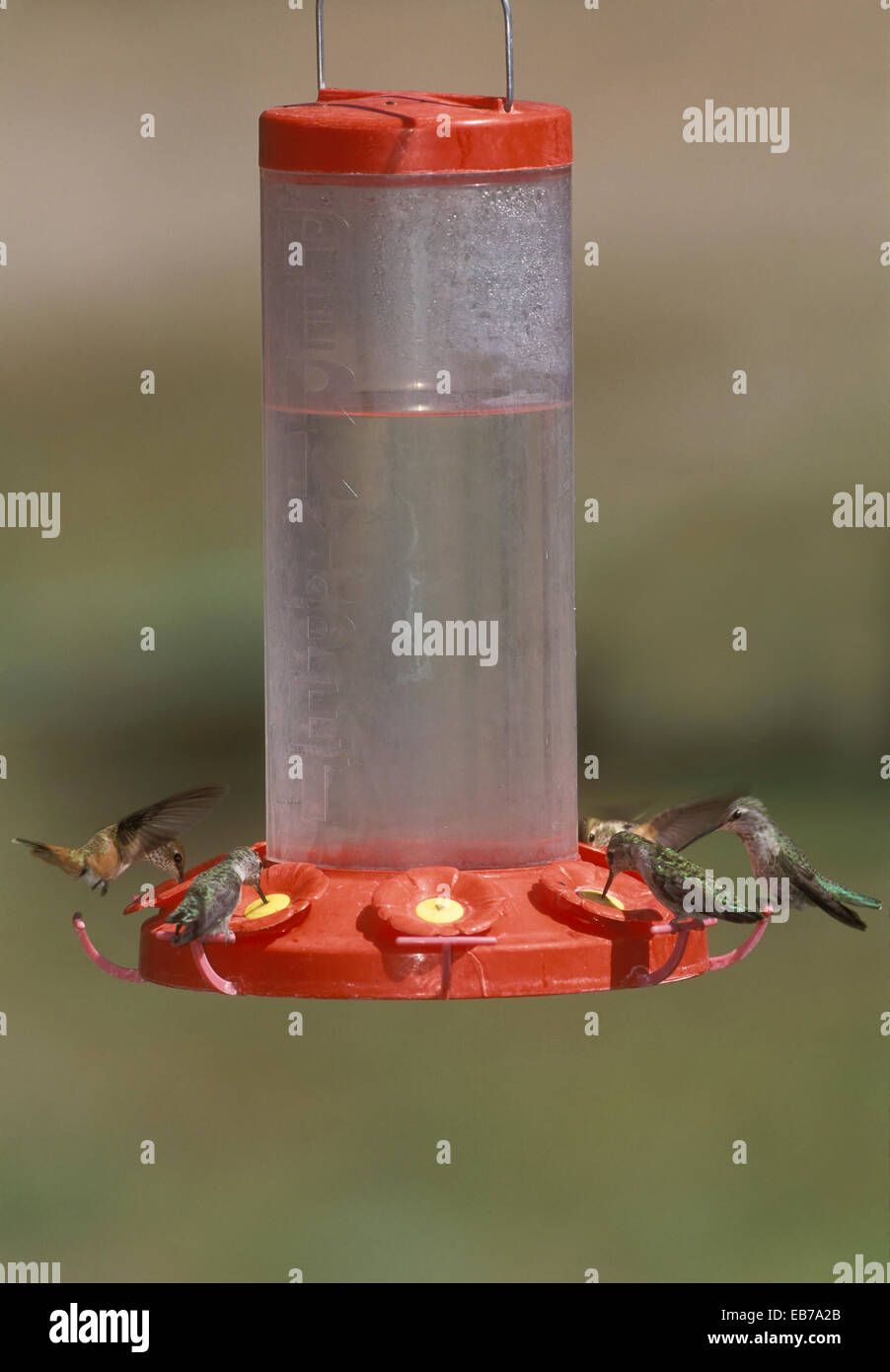 Les Colibris - Selasphorus rufus & à Menton noir - Les Colibris (Archilochus alexandri Banque D'Images