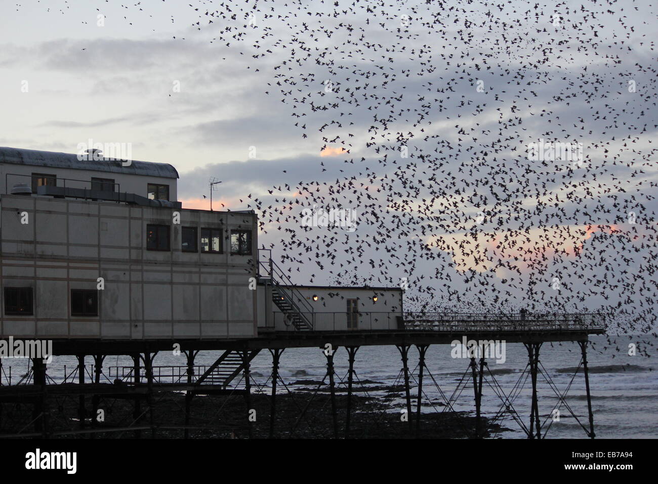 Aberystwyth au Pays de Galles. Un retour d'étourneaux murmuration se percher sur la jetée au coucher du soleil. Banque D'Images