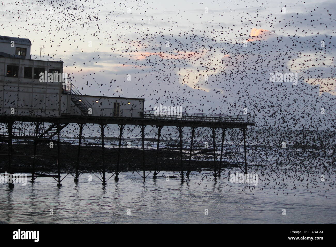 Aberystwyth au Pays de Galles. Un retour d'étourneaux murmuration se percher sur la jetée au coucher du soleil. Banque D'Images