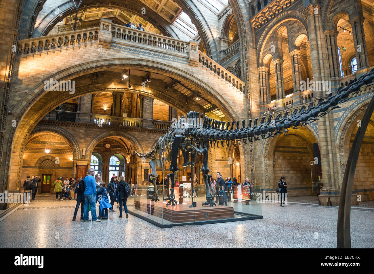 Natural History Museum salle principale avec squelette de Diplodocus, South Kensington, SW7, London, England, UK Banque D'Images