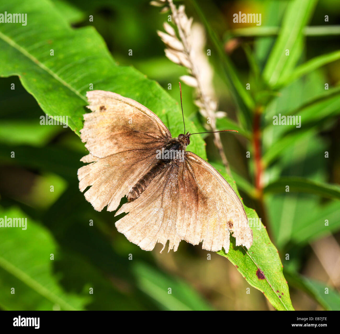 Un tatty vieux mâles en haillons Brown (Maniola jurtina) butterfly Banque D'Images